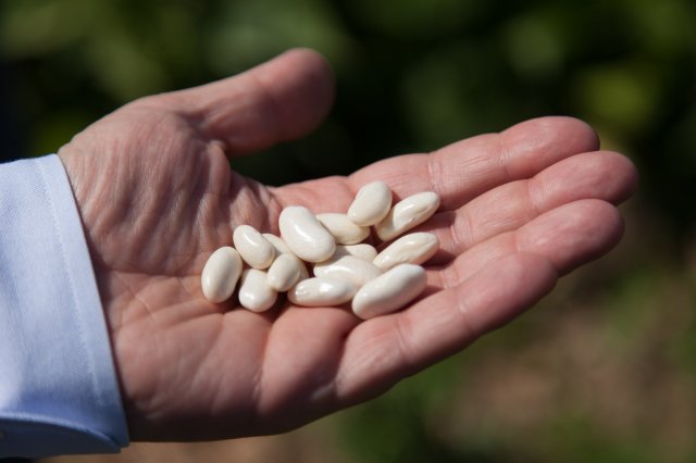Cranberry Beans - Italy